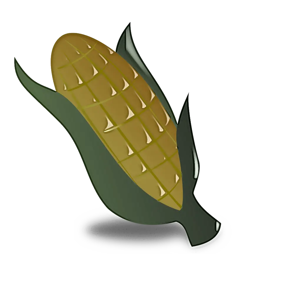 Corn on the Cob Illustration
