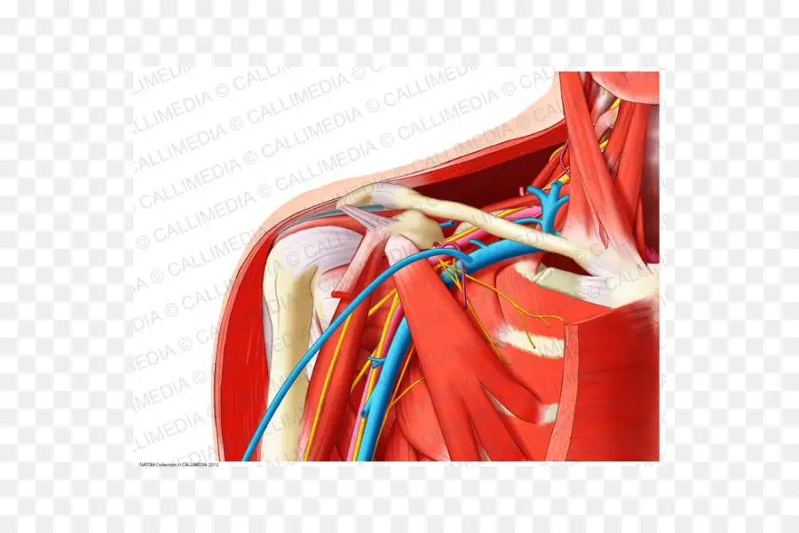 Detailed Human Anatomy Illustration