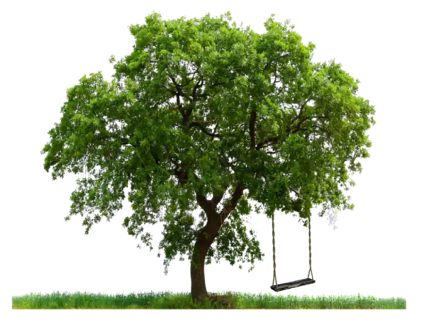 Green Tree with Swing in Nature