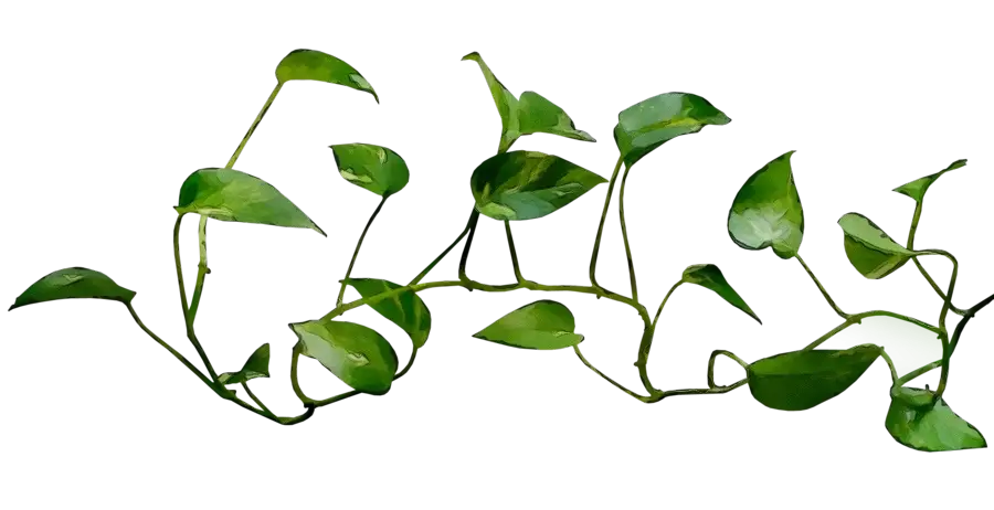 Green Ivy Vine Decoration