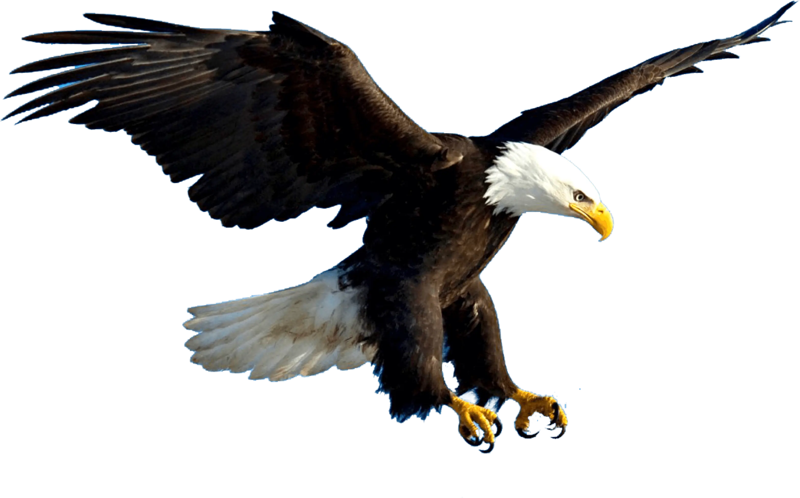 Bald Eagle in Flight Illustration