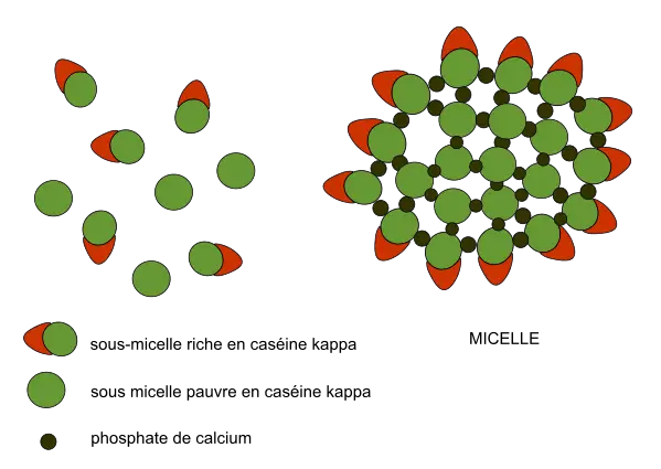 Micelle Structure Diagram