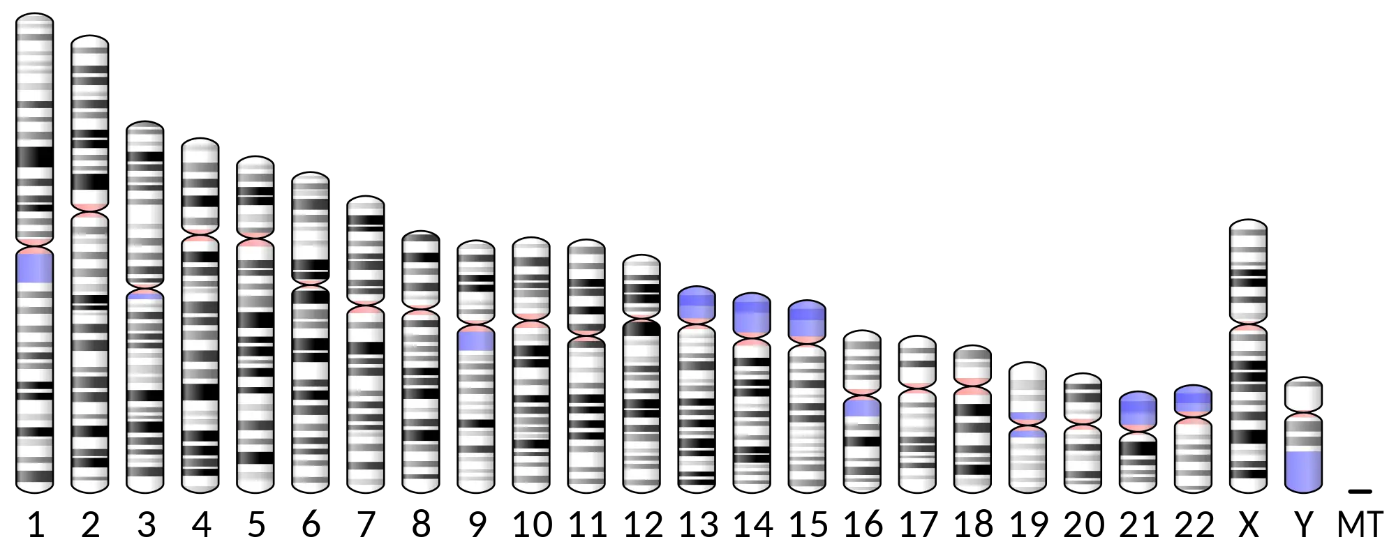 Chromosomes Diagram