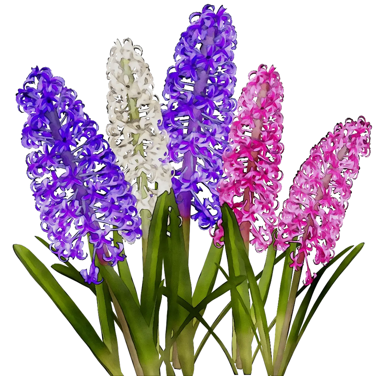 Beautiful Blooming Hyacinth Flowers