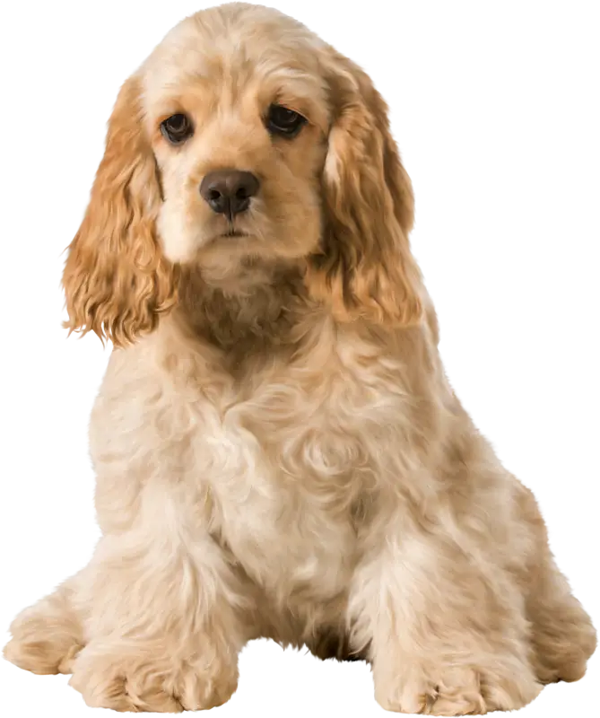 Golden Cocker Spaniel Puppy Sitting Adorably