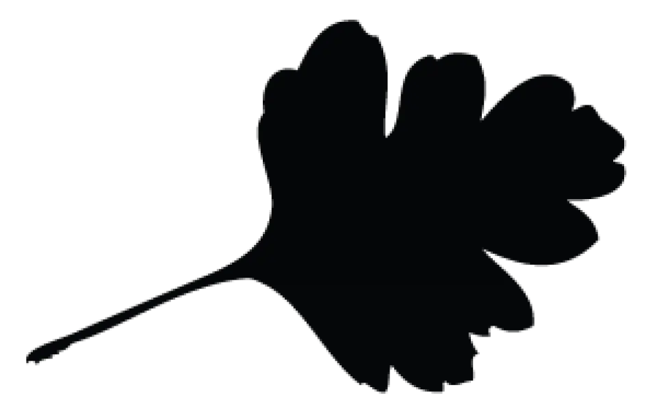Parsley Leaf Black Silhouette