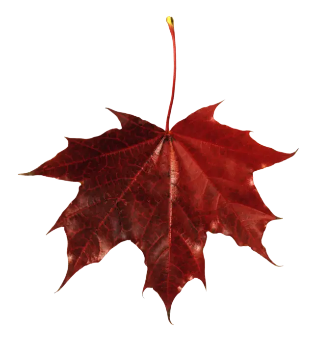 Realistic Red Maple Leaf
