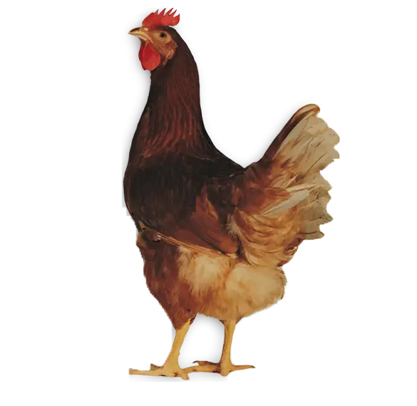Standing Brown Hen with Feathers
