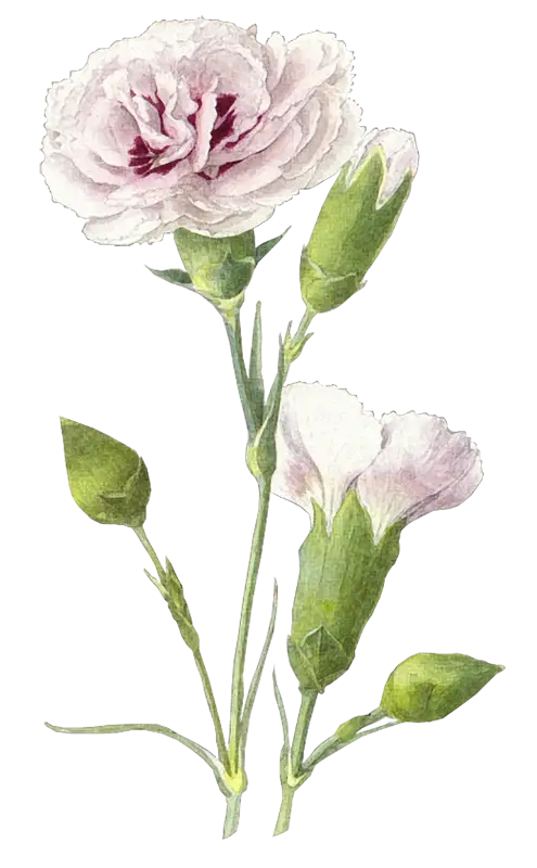 Delicate Pink Carnation Flower