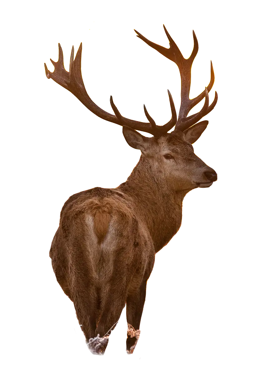 Majestic Deer with Large Antlers in Nature