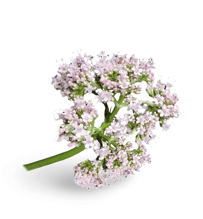 Beautiful Flower Blossom