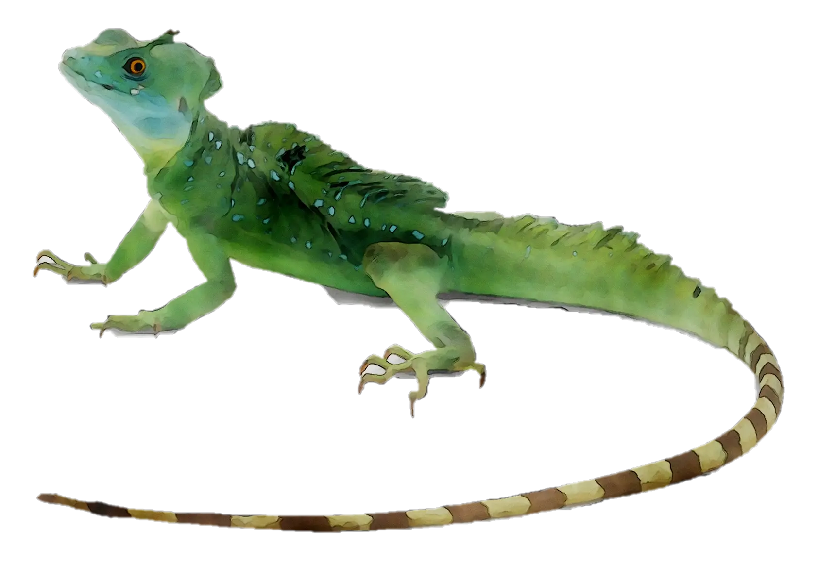 Illustration of a Green Lizard