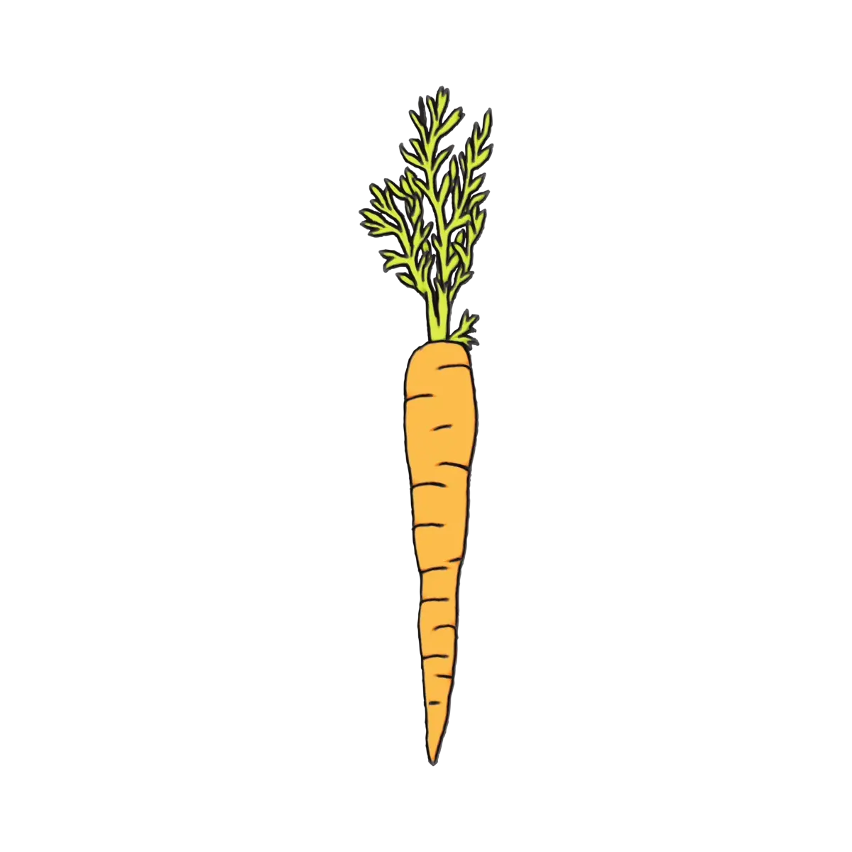 Orange Carrot with Green Leaves