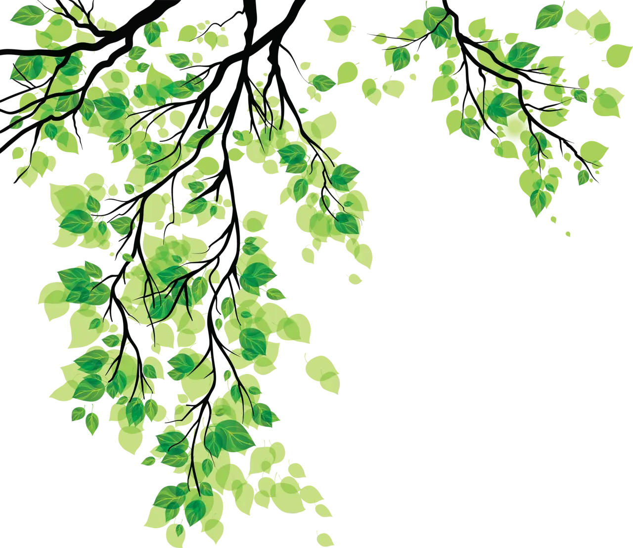 Green Leaves on Tree Branch