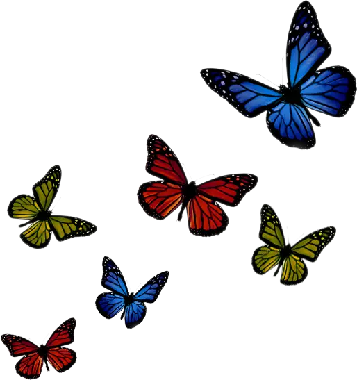 Group of Colorful Butterflies in Flight
