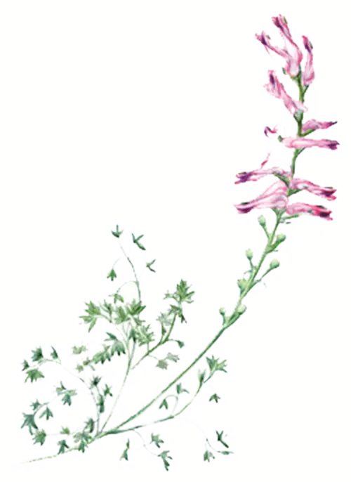 Delicate Pink Flower on Stem