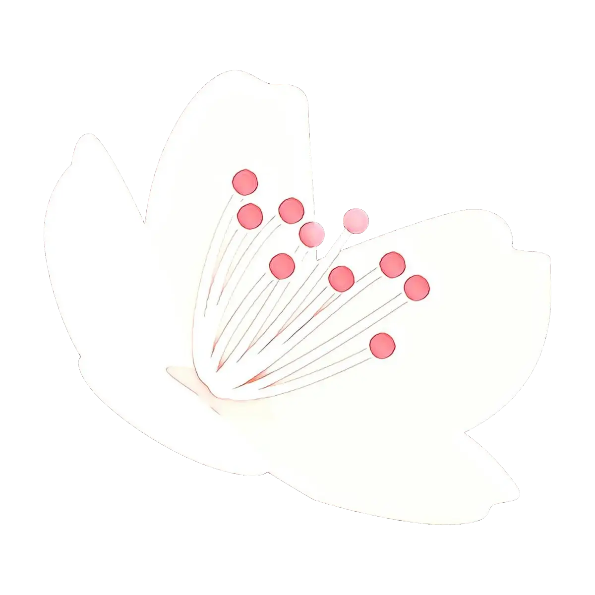 White Cherry Blossom Illustration with Delicate Petals