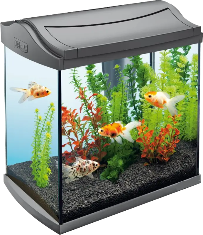 Aquarium with Colorful Fish
