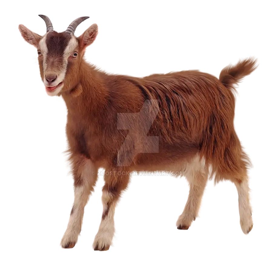 Brown Goat Standing