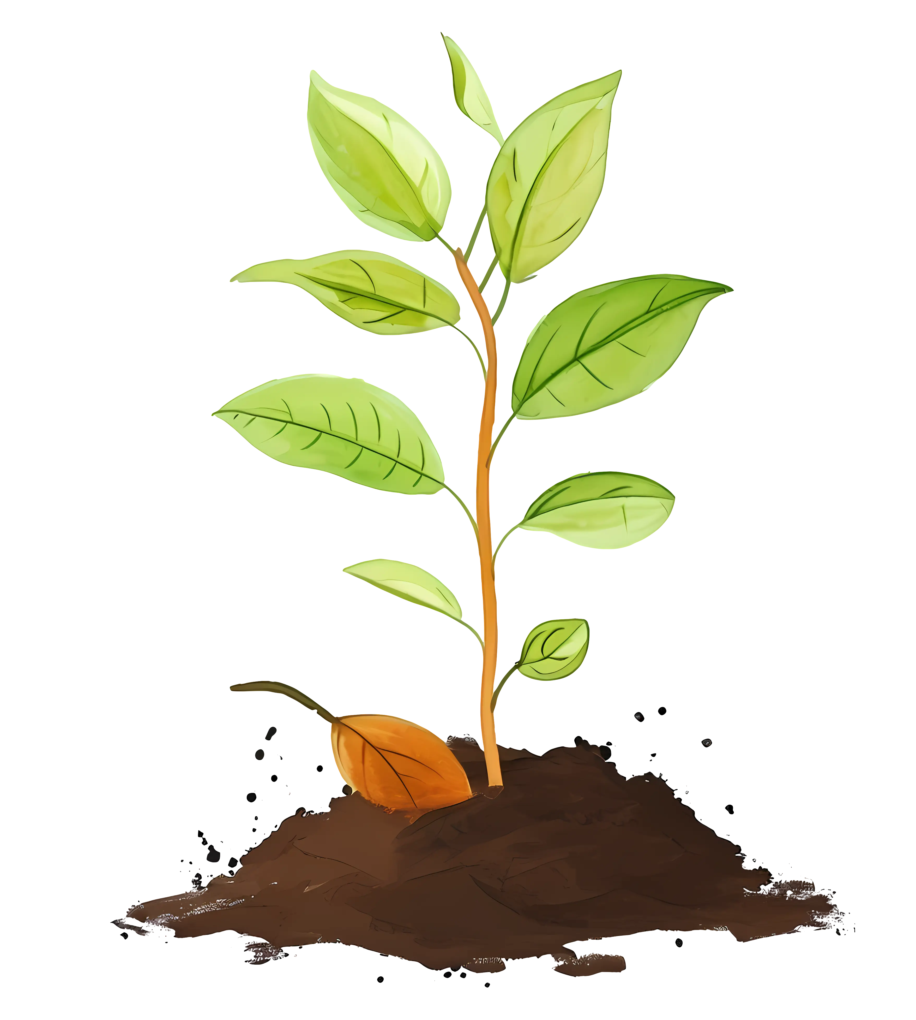 Young Plant Growing in Soil