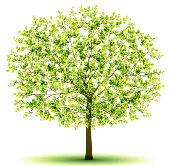 Green Tree Full of Lush Foliage