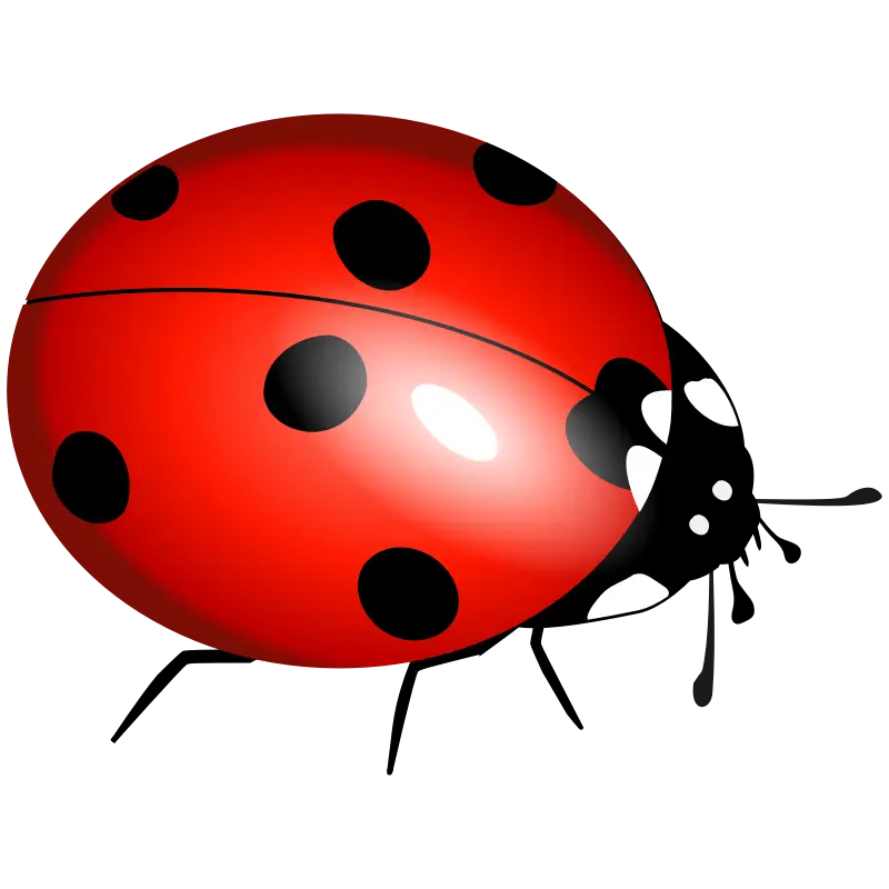 Cute Ladybug Cartoon Design