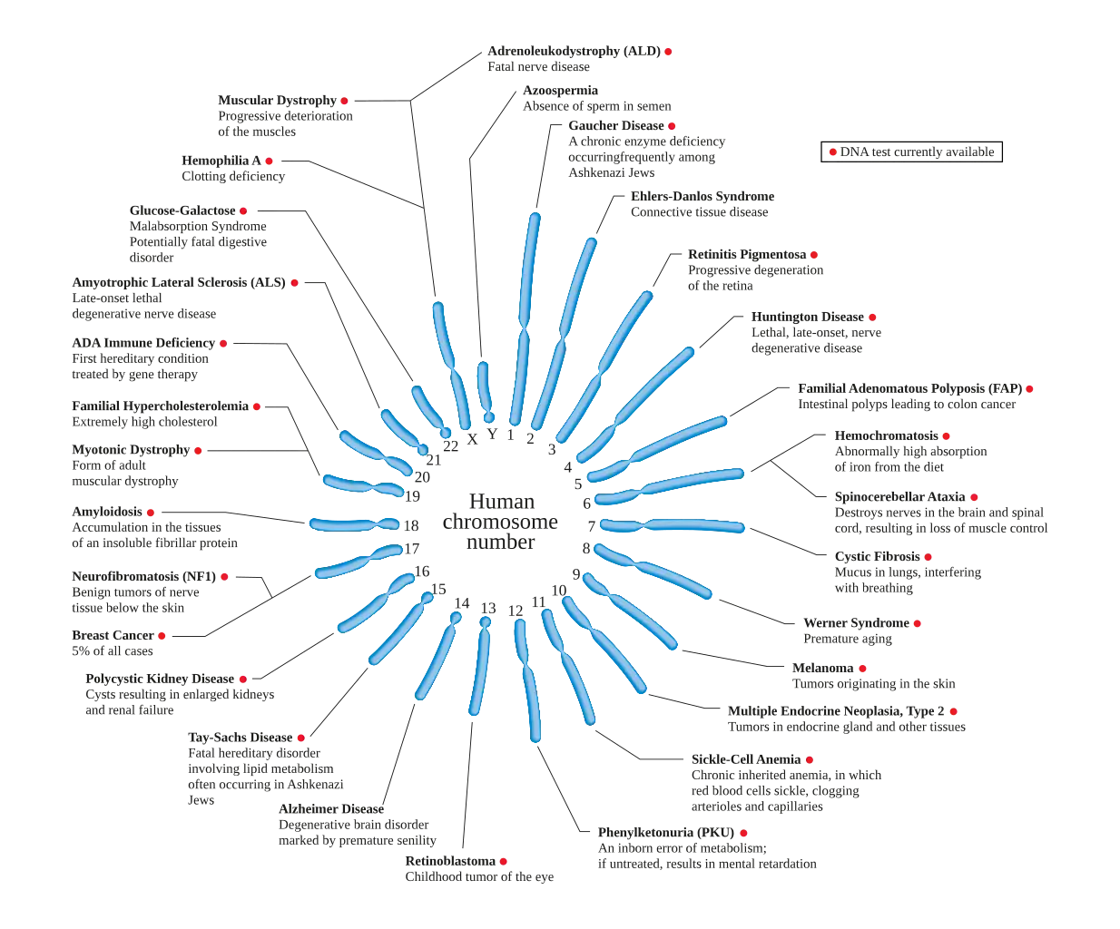 Labeled Diagram of Human Chromosomes