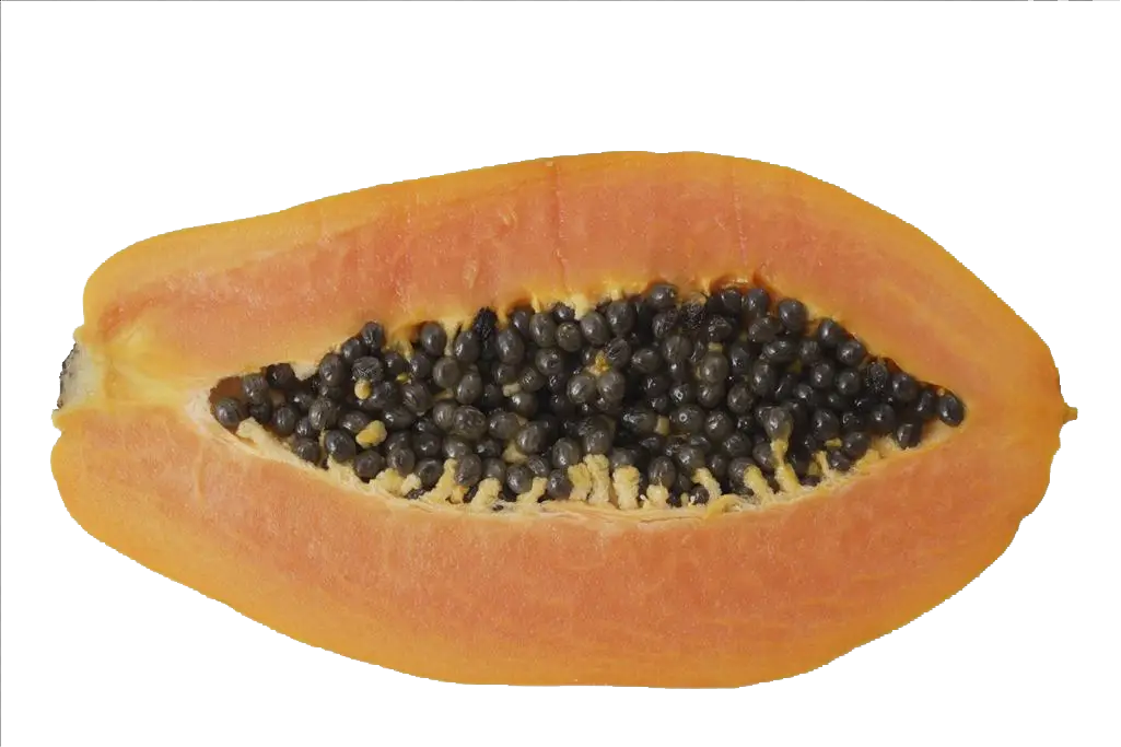 Slice of Papaya Showing Seeds