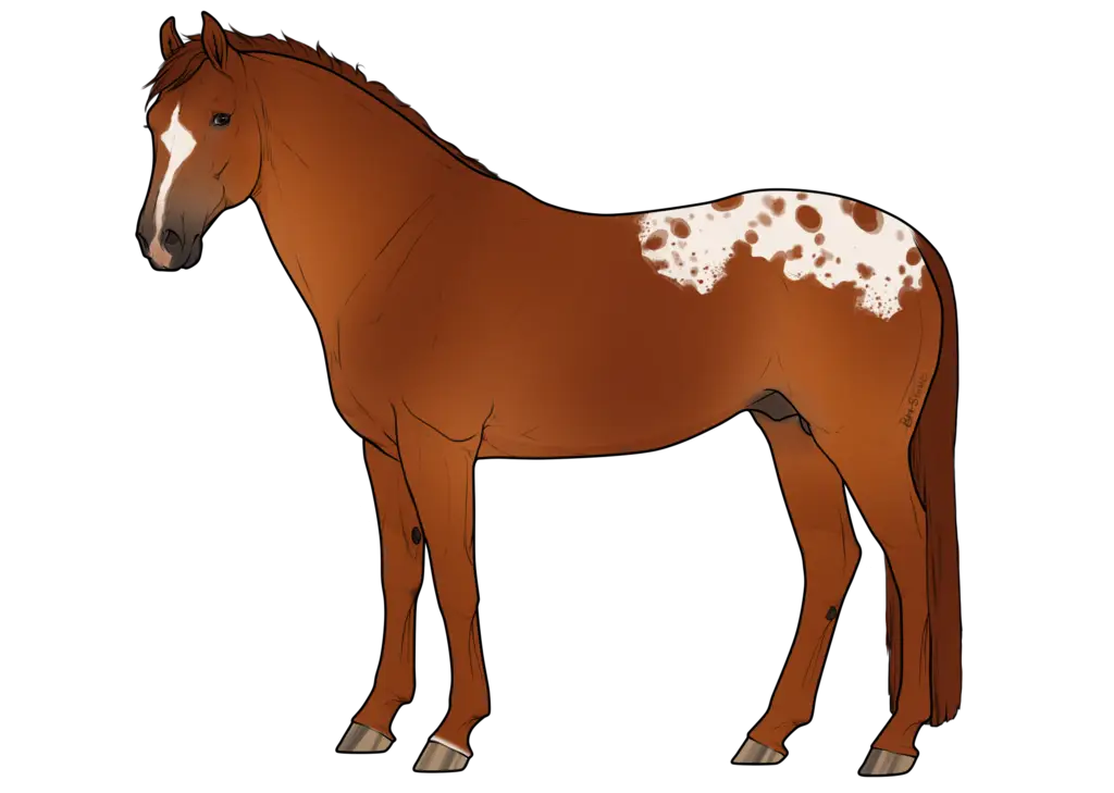 Brown Appaloosa Horse Illustration