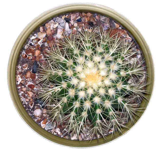 Top View of Cactus in Pot