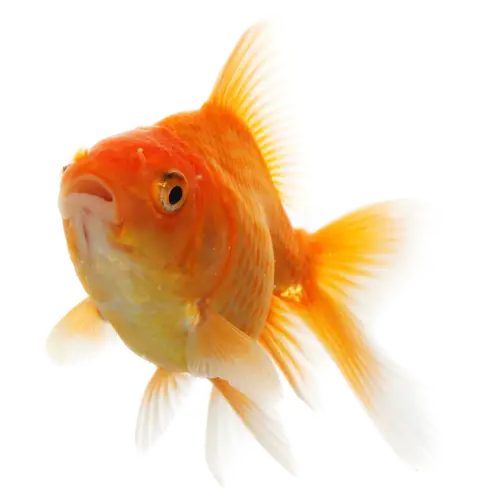 Front-Facing View of a Goldfish for Aquarium Enthusiasts