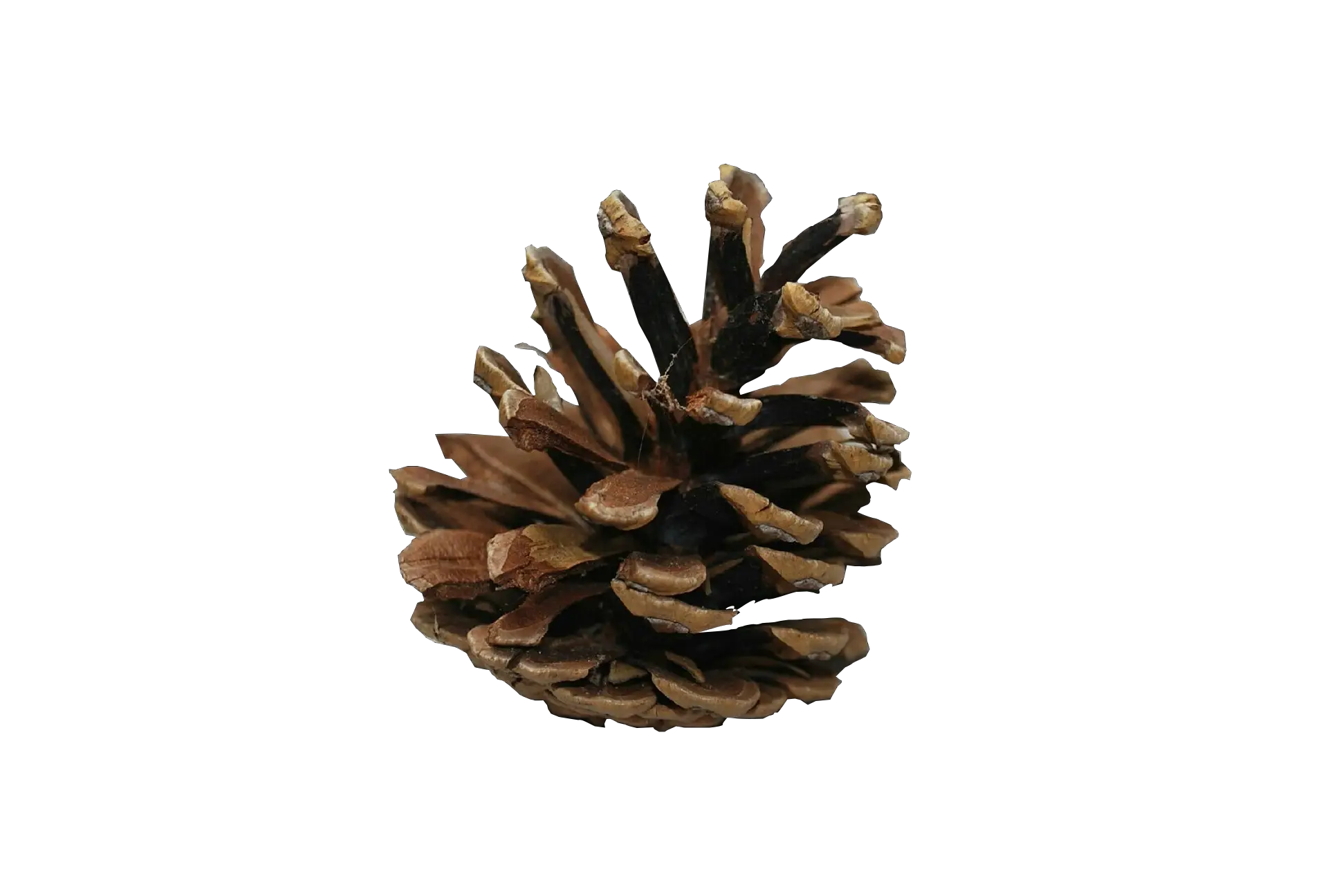 Natural Brown Pinecone for Decoration or Craft