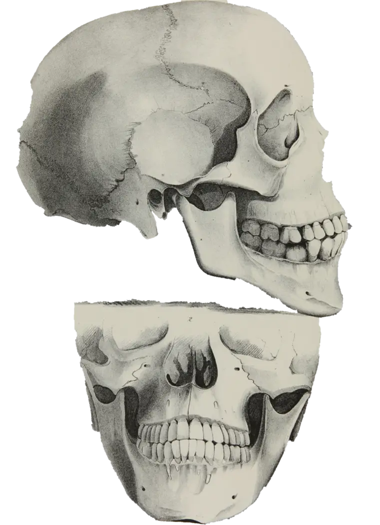 Human Skull Illustration for Anatomy Studies
