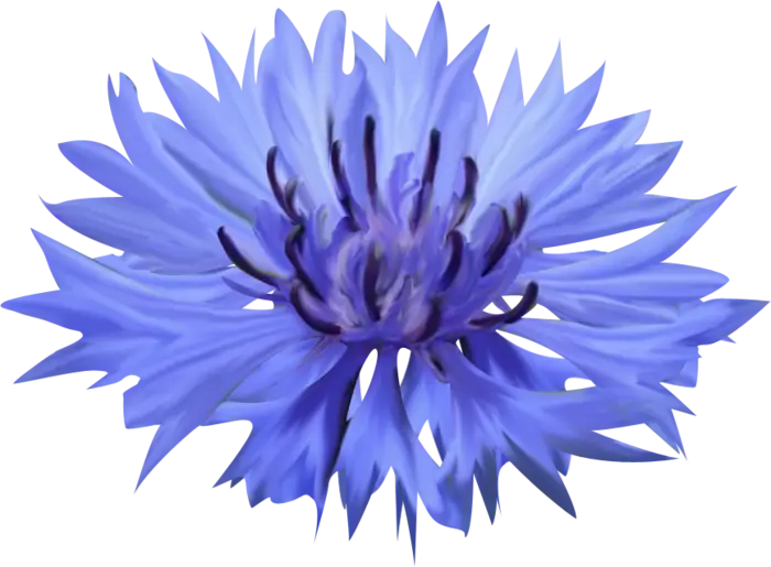 Beautiful Blue Cornflower Blossom