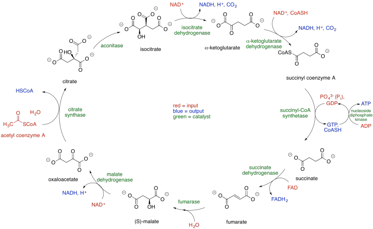 Krebs Cycle Diagram for Science Education
