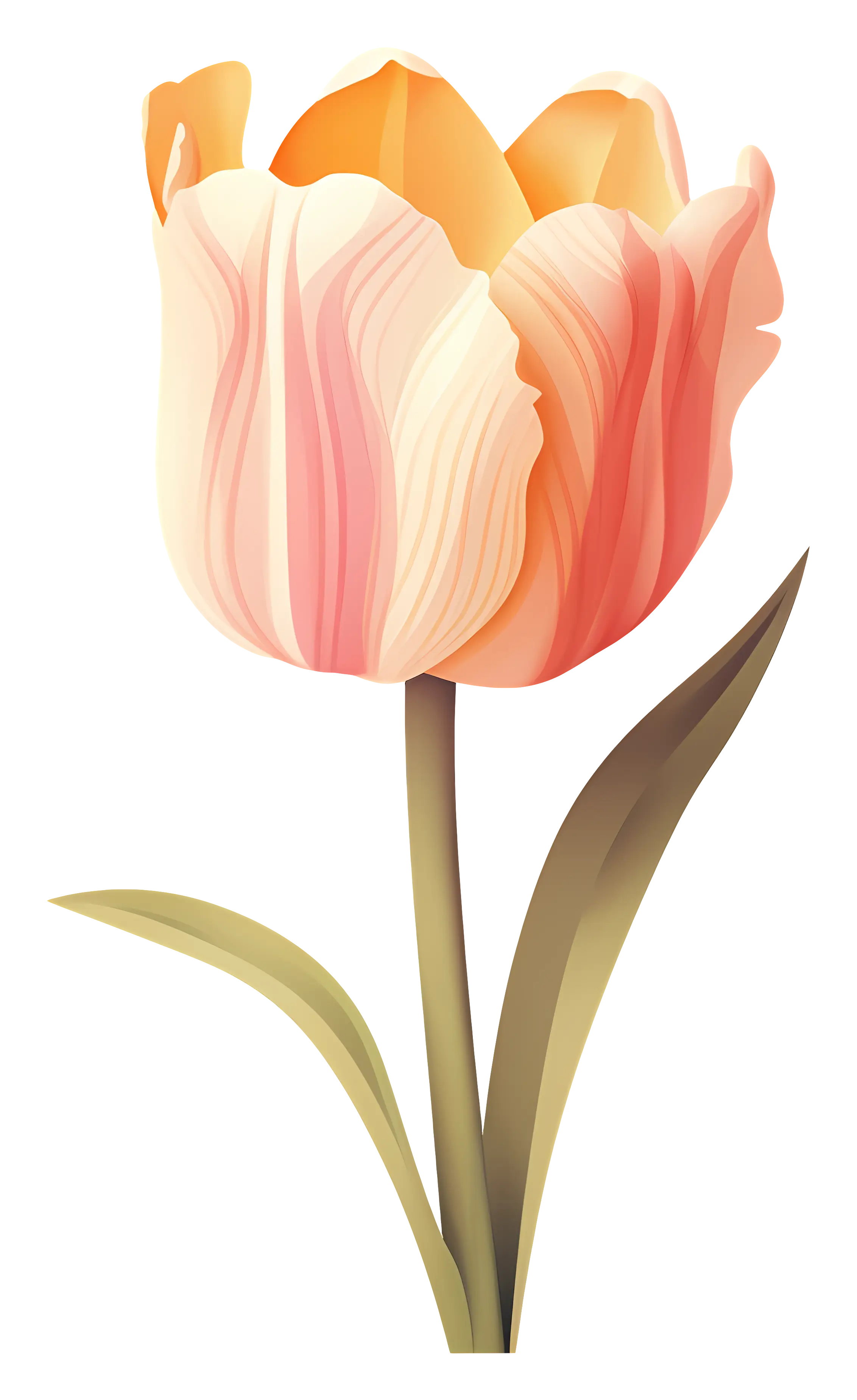 Soft Orange Tulip Flower Illustration