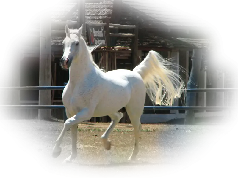 Graceful White Horse Running