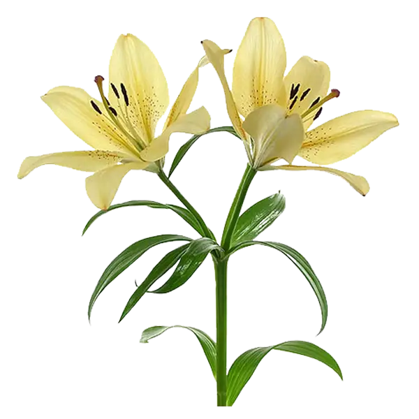 Yellow Lily Flowers on Stems