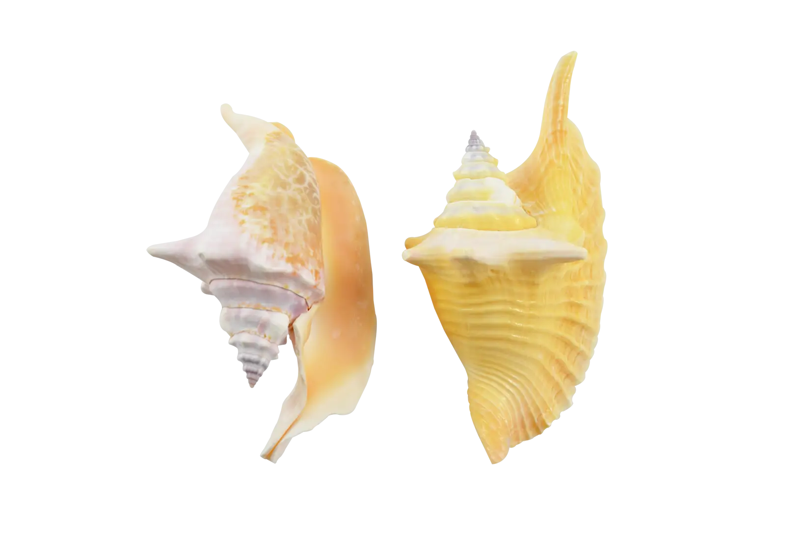 Yellow Seashells from the Beach