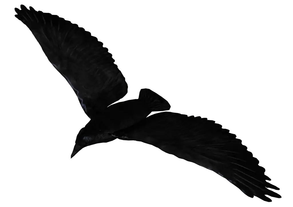 Black Flying Raven