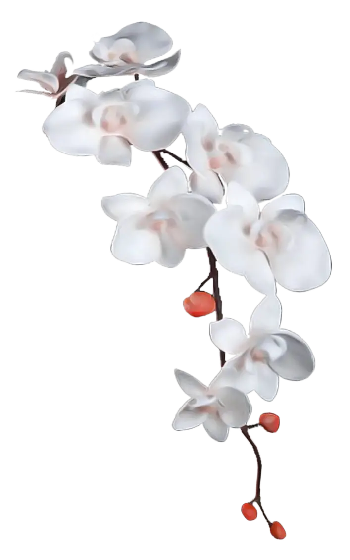 Illustration of White Orchid Flowers