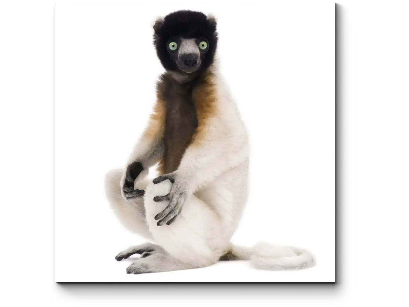 Cute Lemur Sitting