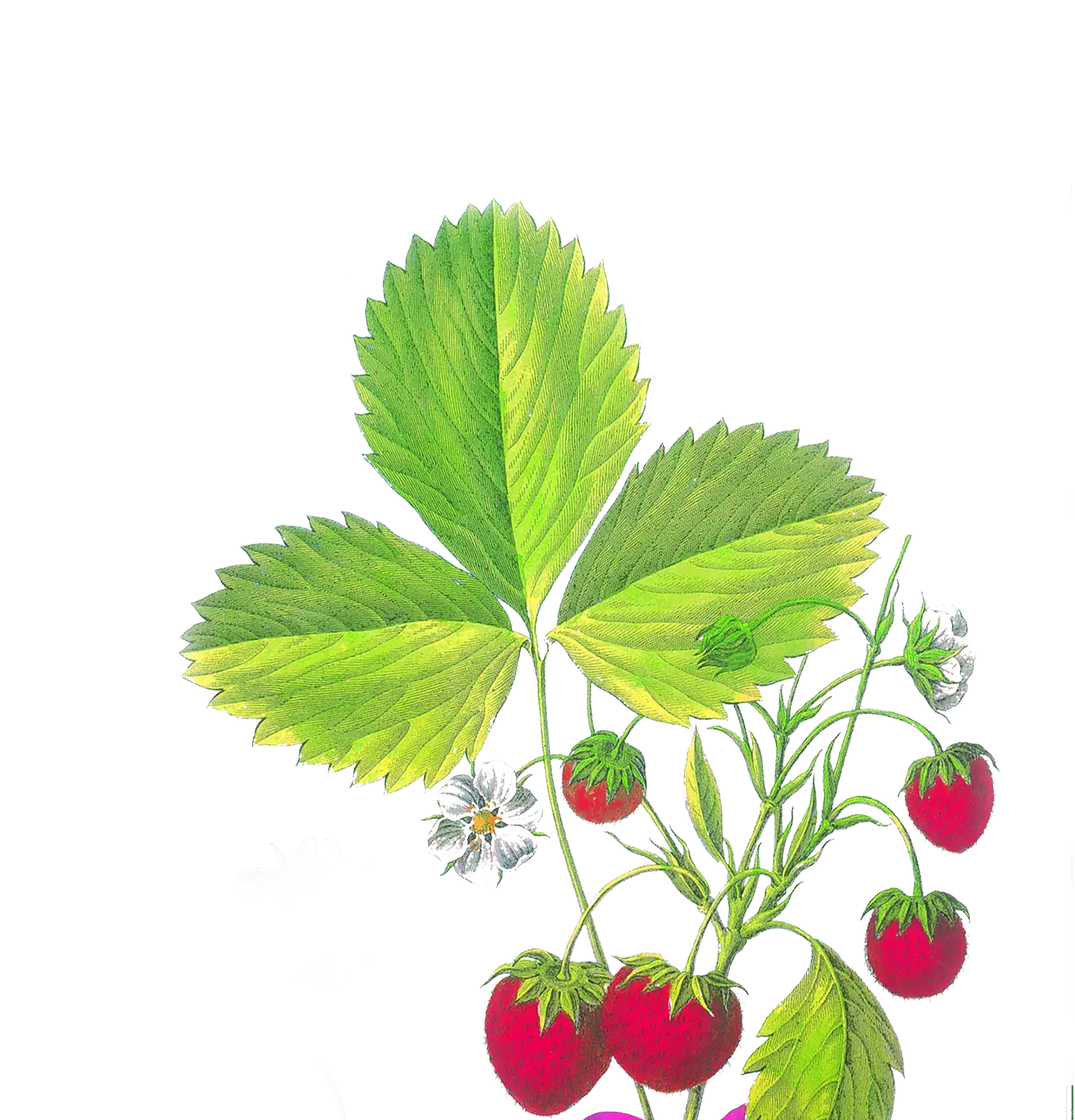 Strawberry Plant with Leaves and Flowers