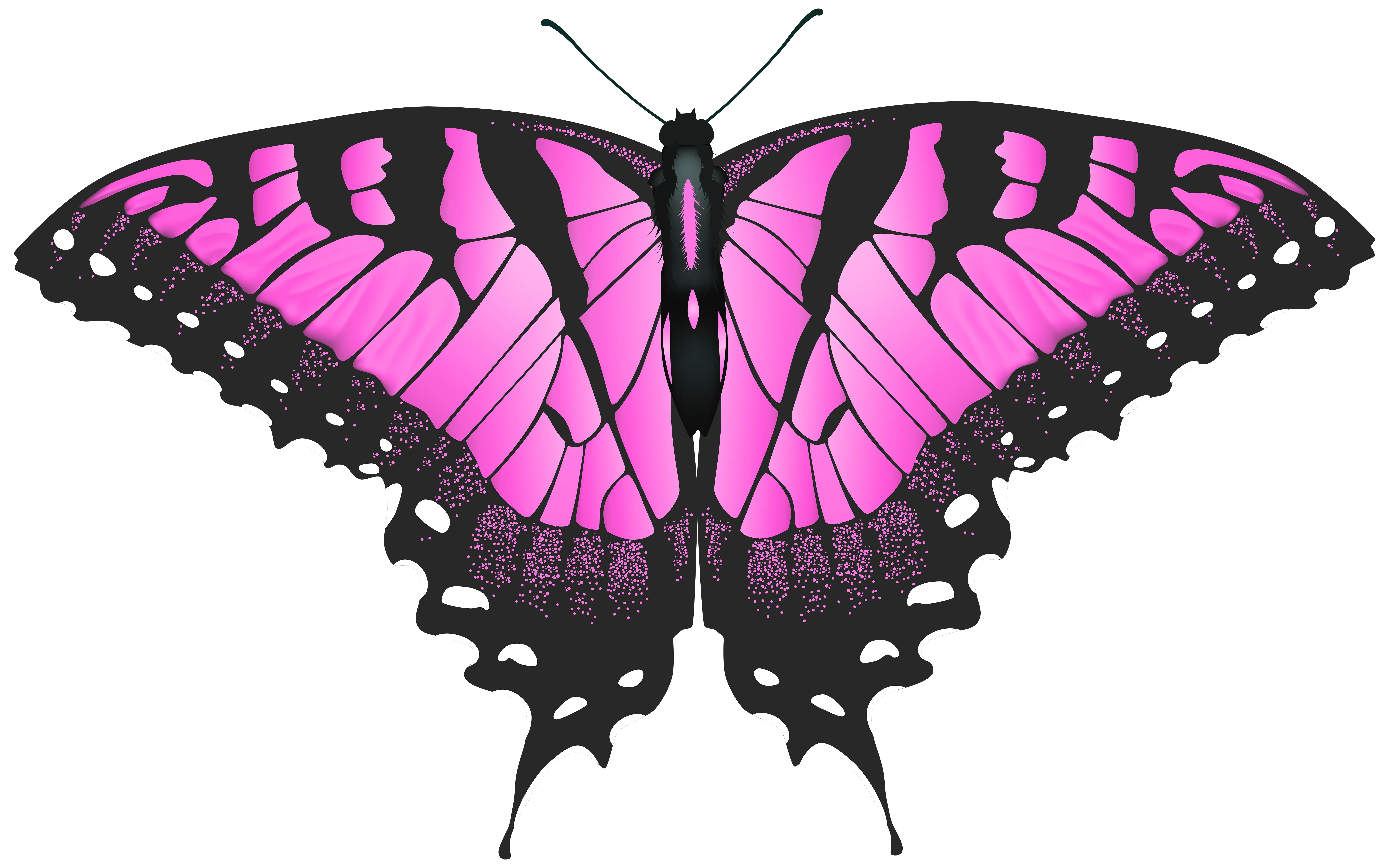 Pink and Black Butterfly with Elegant Patterns