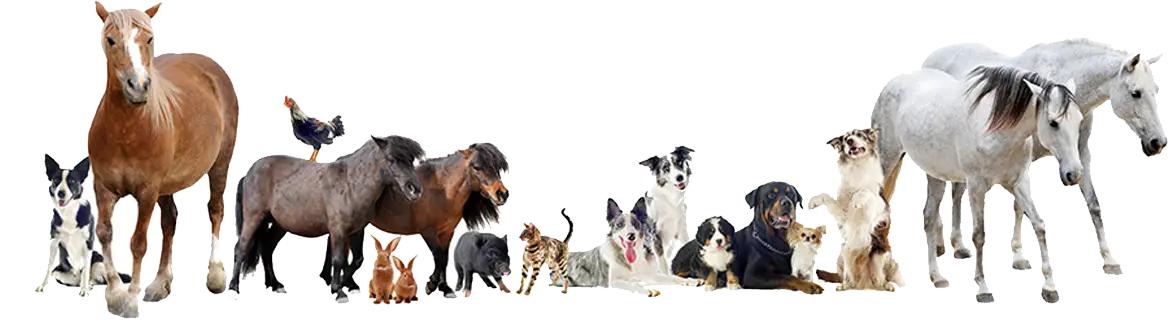 Variety of Domestic and Farm Animals