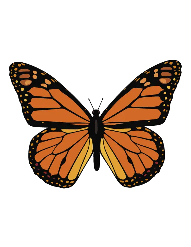 Beautiful Orange Monarch Butterfly Illustration