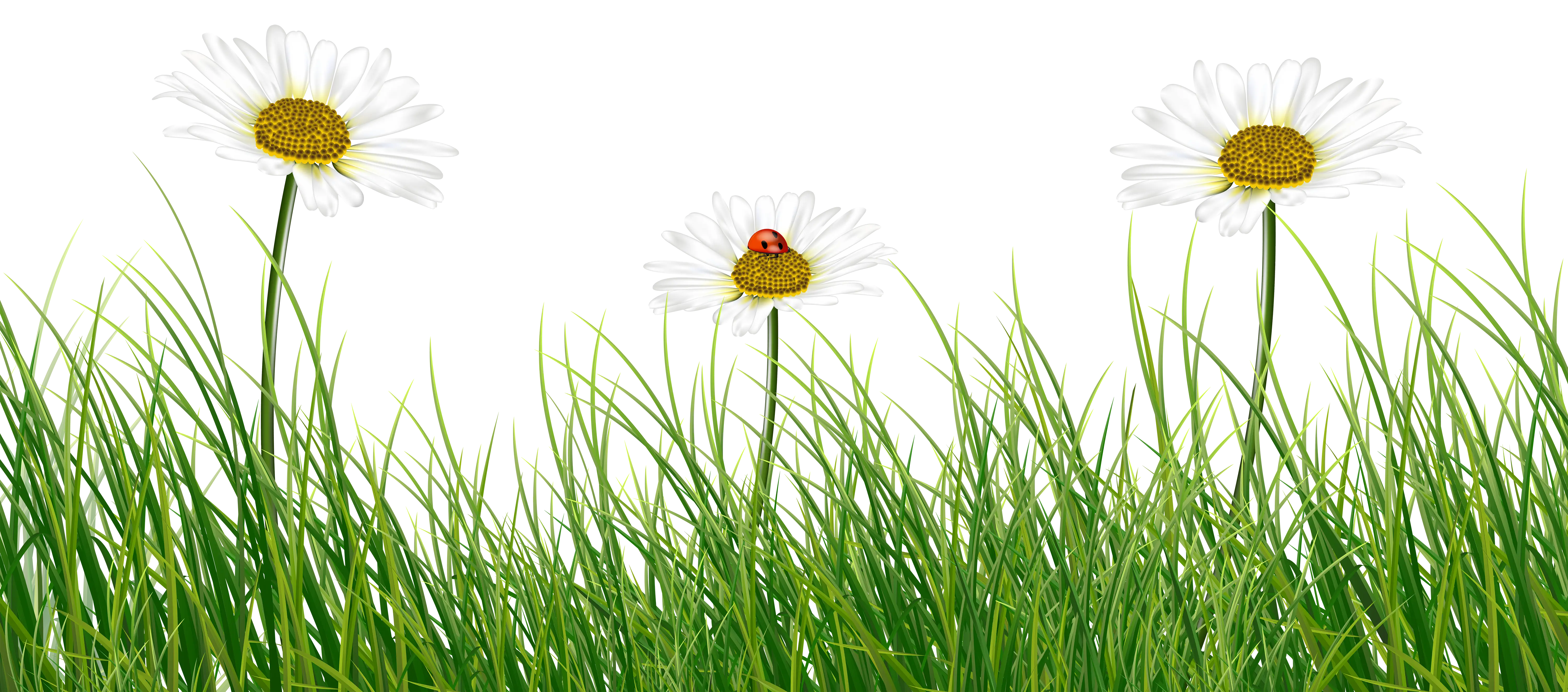 Field of Grass with Daisies and Ladybug