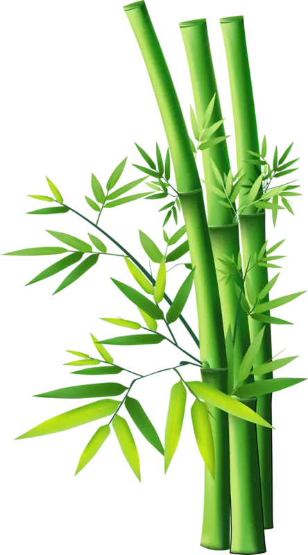 Green Bamboo Illustration