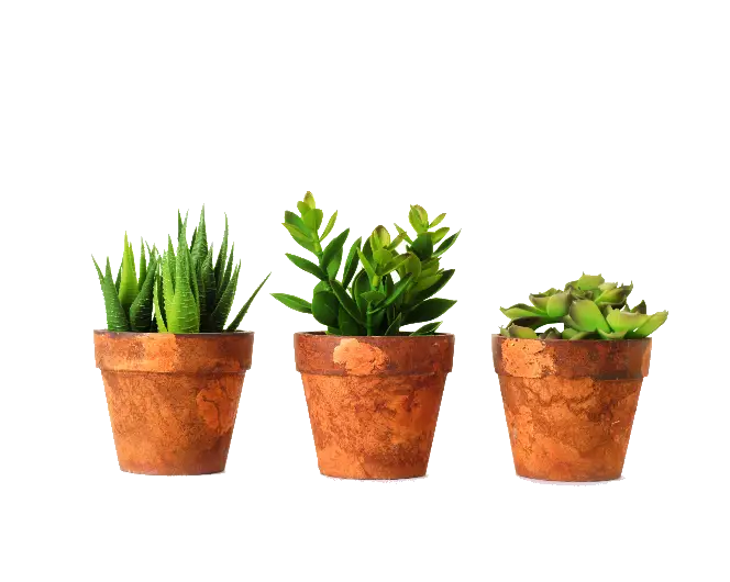 Succulent Potted Plants for Home Decor
