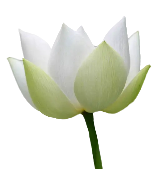 White Lotus Flower in Full Bloom